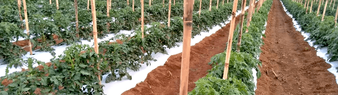 DICAS E BENEFÍCIOS DO USO DO MULCHING NO CULTIVO DE TOMATE ENVARADO